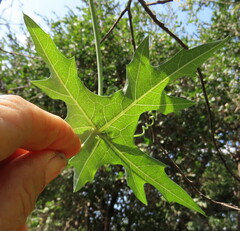 Coccinia sessilifolia image