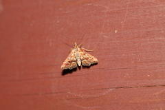 Diasemia grammalis