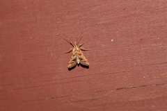 Diasemia grammalis