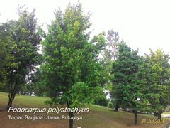 Podocarpus polystachyus