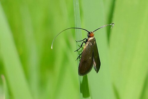 Cauchas rufimitrella