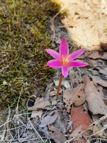Zephyranthes rosea iNat (3)
