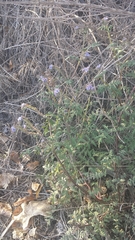 Phacelia ramosissima