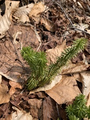 Huperzia lucidula image