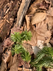 Huperzia lucidula image