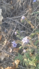 Phacelia ramosissima