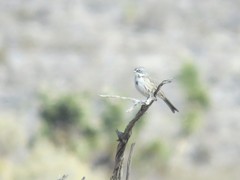 Artemisiospiza belli