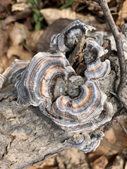 Trametes versicolor image