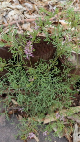Image of Fumaria vaillantii by (c) Rob Trame, some rights reserved (CC BY)