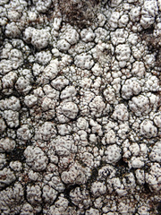 Pertusaria allanii