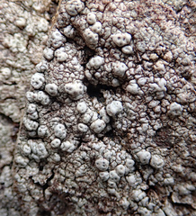 Pertusaria allanii