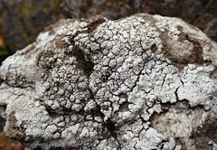 Pertusaria allanii