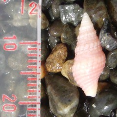 Phenatoma roseum