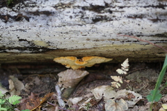 Phellopilus nigrolimitatus