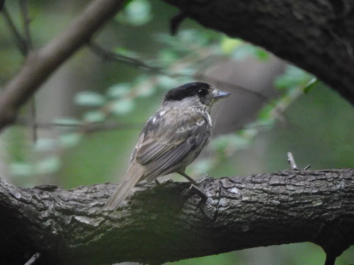 African Broadbill