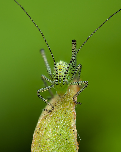 Speckled bush-cricket