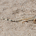 Mojave Zebra-tailed Lizard - Photo (c) Bill Bouton, some rights reserved (CC BY-NC-SA)