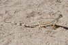 Callisaurus draconoides rhodostictus - Photo (c) Bill Bouton, algunos derechos reservados (CC BY-NC-SA)