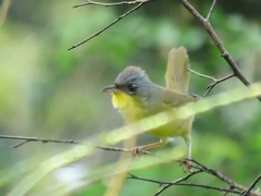 Geothlypis poliocephala