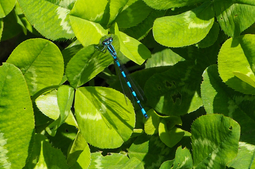 Italian Bluet