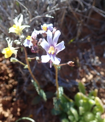 Nemesia azurea