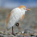 Western Cattle Egret - Photo (c) Алексей Сизов, some rights reserved (CC BY-NC), uploaded by Алексей Сизов