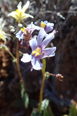 Nemesia azurea