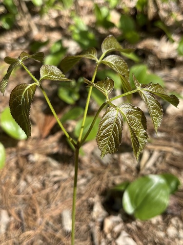Wild sarsaparilla (Aralia nudicaulis)