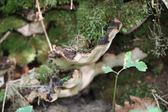 Phellopilus nigrolimitatus