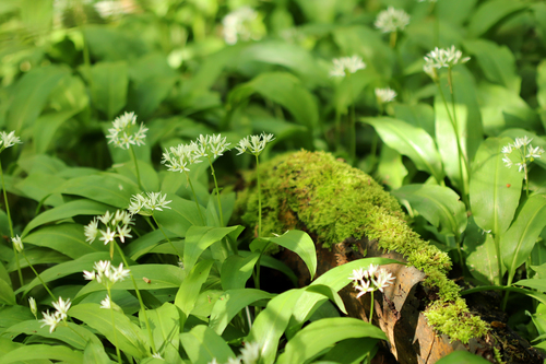 Allium ursinum