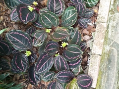 Goeppertia roseopicta