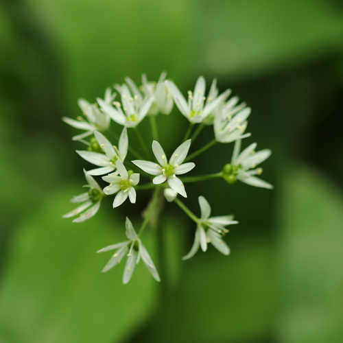 Allium ursinum
