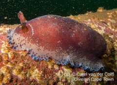 Dendrodoris caesia