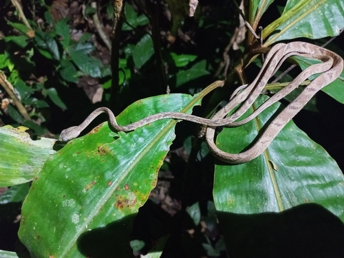 Photo of a Bengkulu Cat Snake (Boiga bengkuluensis)