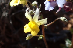 Nemesia azurea