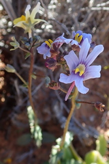 Nemesia azurea