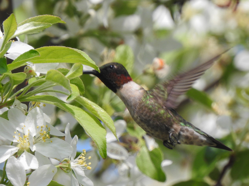 Ruby-throated Hummingbird photographed in Massachusetts