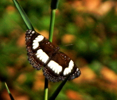 Neptis jordani
