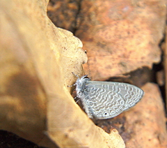 Pseudonacaduba sichela sichela