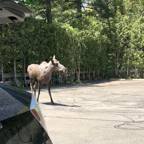 Moose photographed in Massachusetts