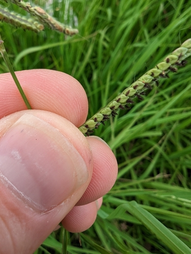 Image of Paspalum denticulatum by (c) Cleveland Powell, some rights reserved (CC BY)