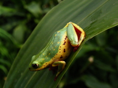 Hyperolius viridiflavus