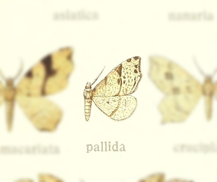 Lobogonia pallida