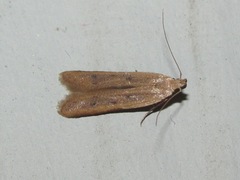 Mesophleps adustipennis