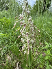 Goat Orchid (Himantoglossum hircinum)