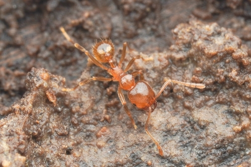 Lophomyrmex longicornisLophomyrmex longicornis