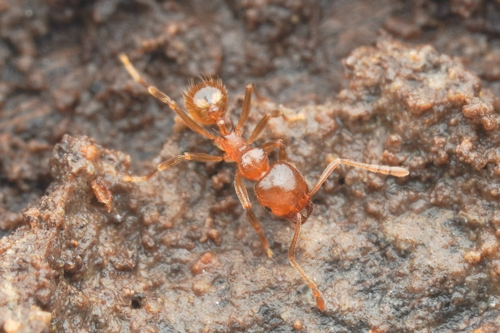 Lophomyrmex longicornis