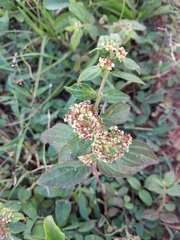 Euphorbia hirta image