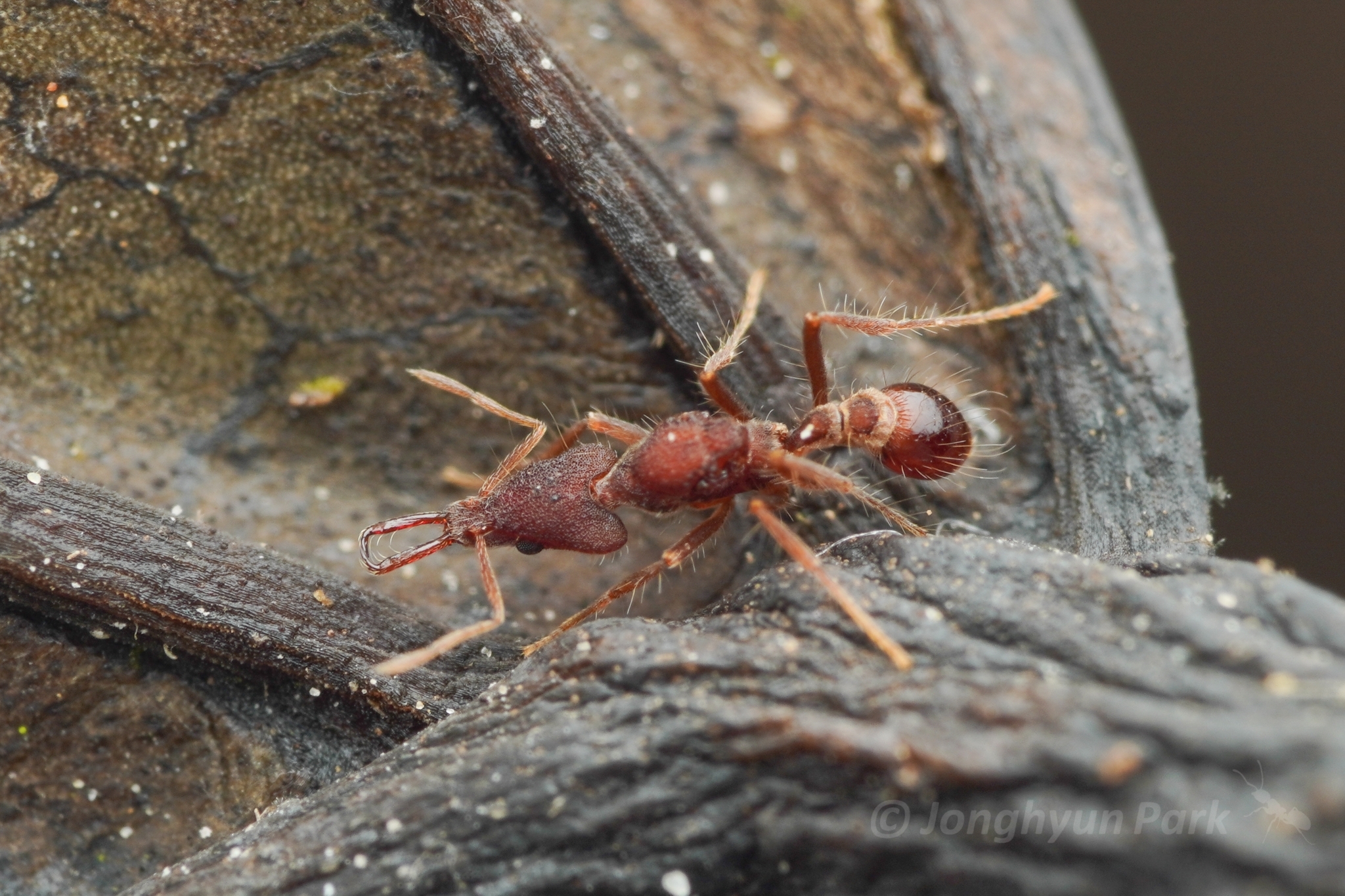 Strumigenys doriae