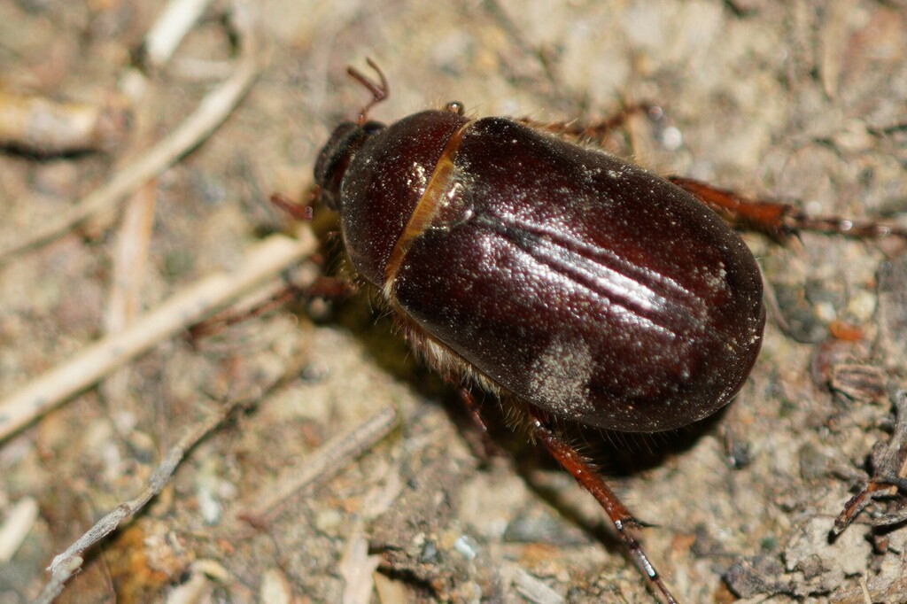 Phyllophaga errans